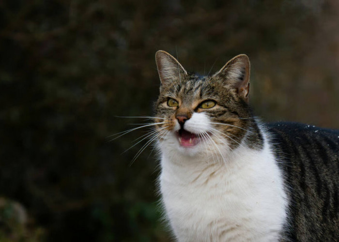 Mengenal Berbagai Suara Kucing dan Maknanya