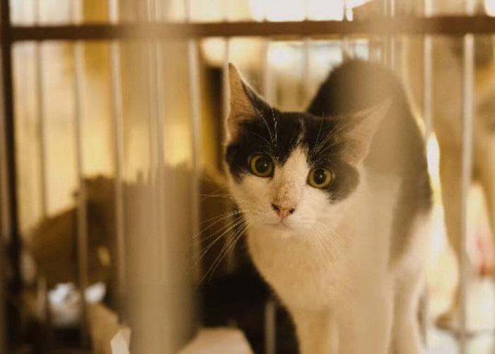 Panduan Membersihkan Kandang Kucing Dengan Benar