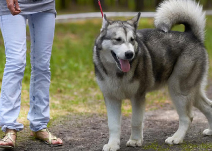 Rekomendasi Taman Kota Pet Friendly di Jakarta Cocok untuk Akhir Pekan
