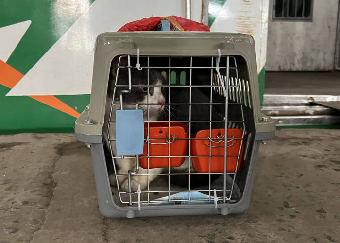 KAI Logistik Kirim Lebih dari 5.200 Hewan Peliharaan selama Periode Nataru 2025/2026