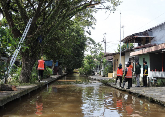 Dinas PUPR Kota Pontianak Rutin Tindaklanjuti Aduan Warga soal Perawatan Pohon