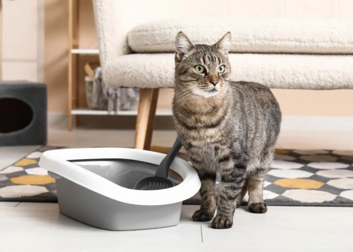 Cara Efektif Menggunakan Litter Box Kucing Jenis Terbuka di Dalam Rumah