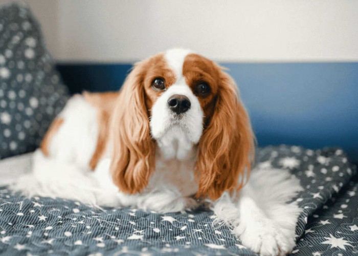 Kenapa Cavalier King Charles Spaniel Jadi Salah Satu Doggy Favorit Pecinta Hewan