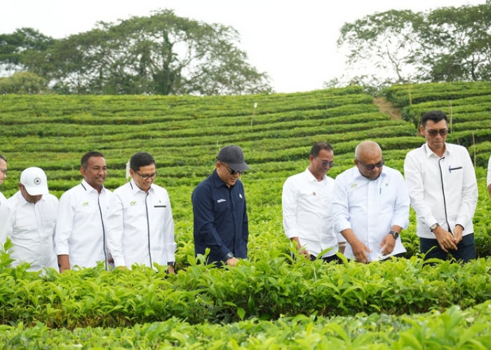 Produksi Teh Tembus 10.325 Ton, PalmCo Perkuat Daya Saing Indonesia di Pasar Global