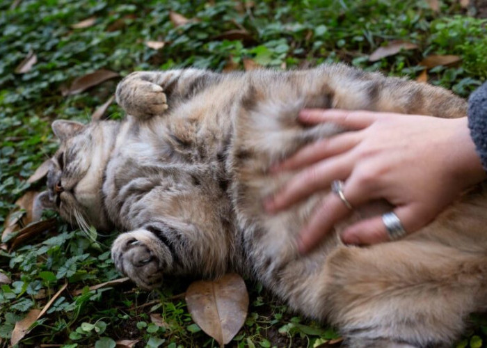 Ciri-Ciri Kucing Hamil dan Masa Kehamilan yang Perlu Diketahui Pemilik