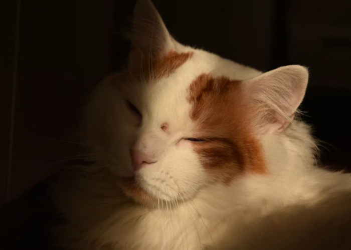 Jangan Salah Pilih, Ini Ciri-Ciri Kucing Anggora Asli yang Perlu Diketahui