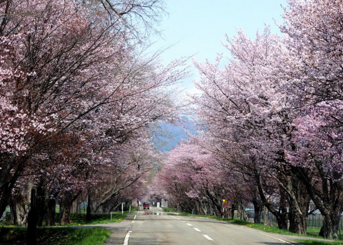 Rekomendasi Event Lari Maraton & Jalan Santai di Hokkaido