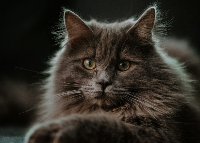 7 Fakta Menarik Mengenai Kucing Maine Coon