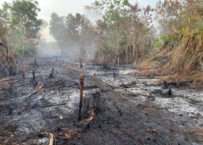 Hari ke-12 Karhutla di Pontianak Utara Belum Padam, Enam Titik Api Masih Terdeteksi