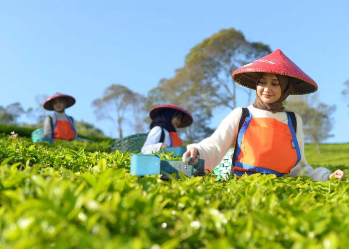 Holding Perkebunan Nusantara Perluas Jejak Teh Indonesia, Produk PTPN I Masuk Gerai Legendaris Twinings London