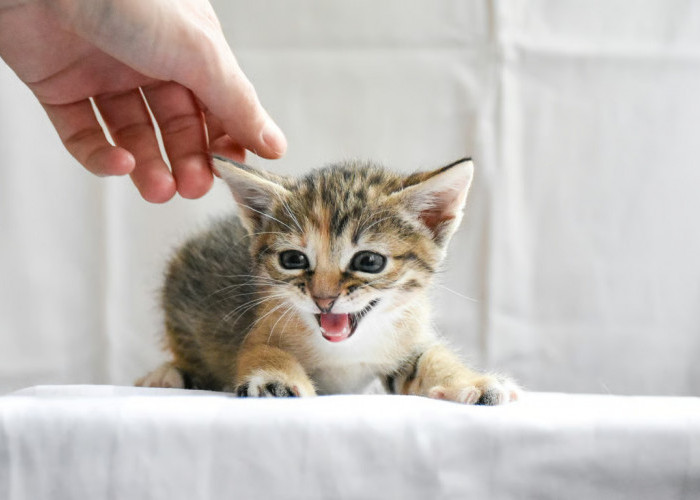 Panduan dan Rekomendasi Makanan Basah untuk Anak Kucing