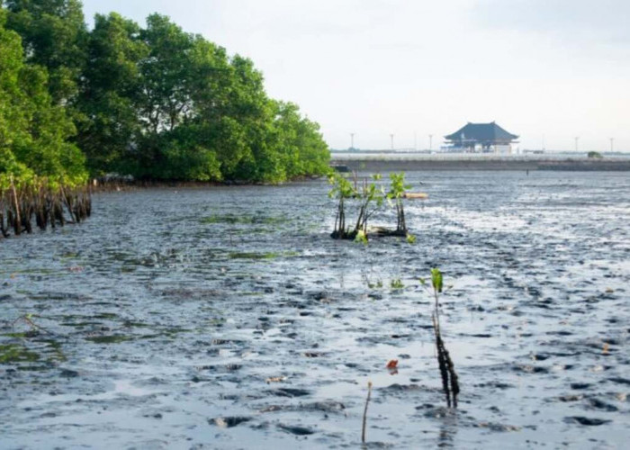 Hari Kanker Paru Sedunia: LindungiHutan Tegaskan Pentingnya Tutupan Hijau untuk Udara Bersih dan Kesehatan Par