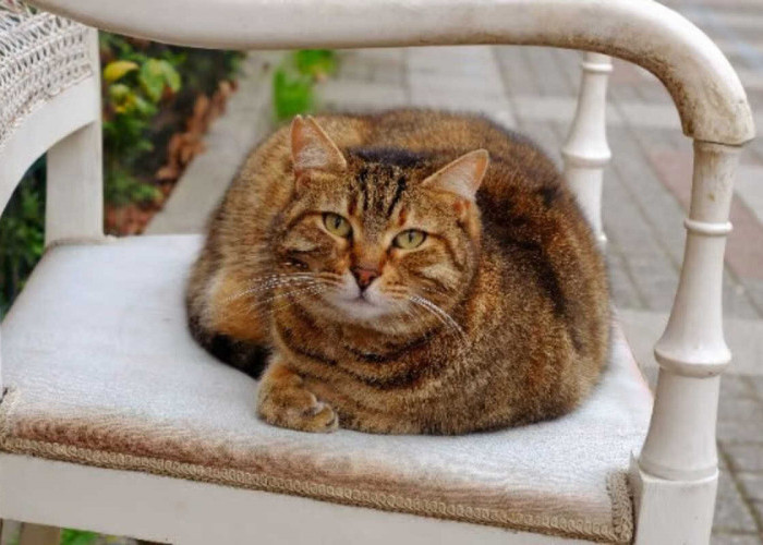 Cara Merawat Kucing Kampung agar Sehat, Aktif dan Gemuk