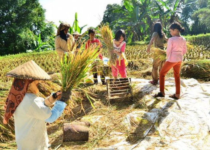  Dampak Perubahan Iklim terhadap Pertanian Global