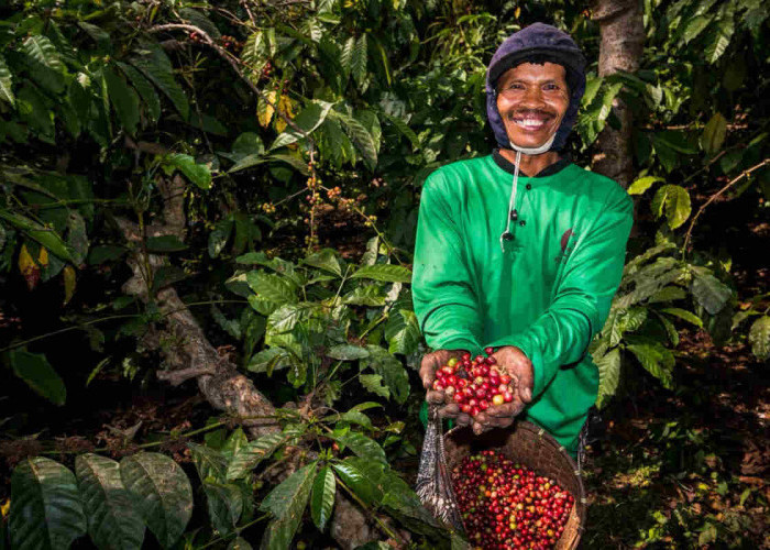 Kebun Kopi Ijen, Warisan yang Terus Menghidupi