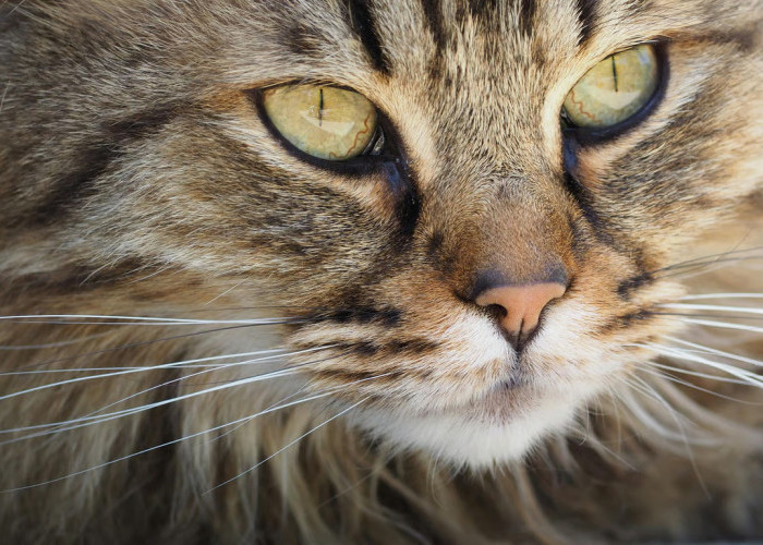 Cara Membersihkan Mata Kucing Tanpa Drama