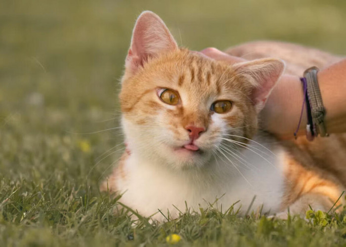 Kenali Jenis Virus Kucing dan Cara Mencegah Penularannya