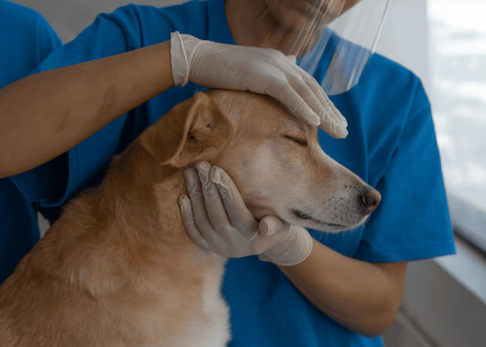 Kenali Tanda Anjing Rabies dan Langkah Penanganannya