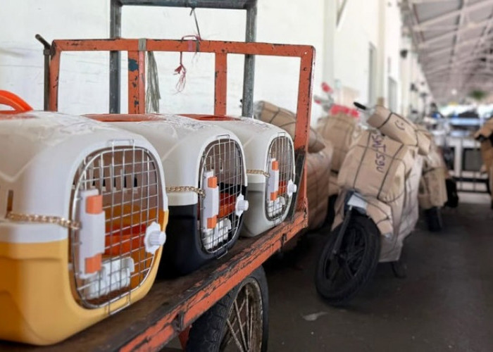 KAI Logistik Catat Pengiriman Lebih Dari 116 Ribu Hewan Peliharaan Hingga Triwulan III Tahun 2025