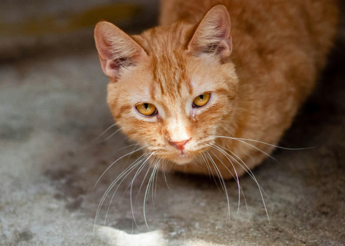 Hal yang Harus Dilakukan Saat Kucing Flu