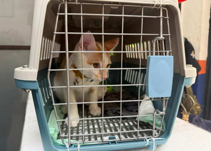 KAI Logistik Catat 13.435 Pengiriman Hewan Saat Ramadan – IdulFitri