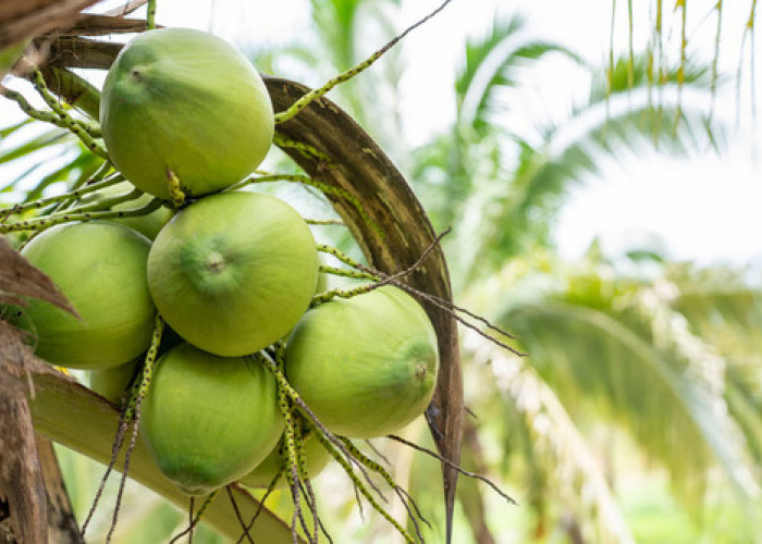 KOLTIVA Gabung Sustainable Coconut Partnership (SCP), Pimpin Langkah Inovatif untuk Industri Kelapa 