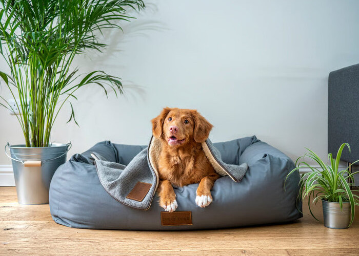 Cari Tahu Persiapan Adopsi Anjing di Rumah untuk Pemula