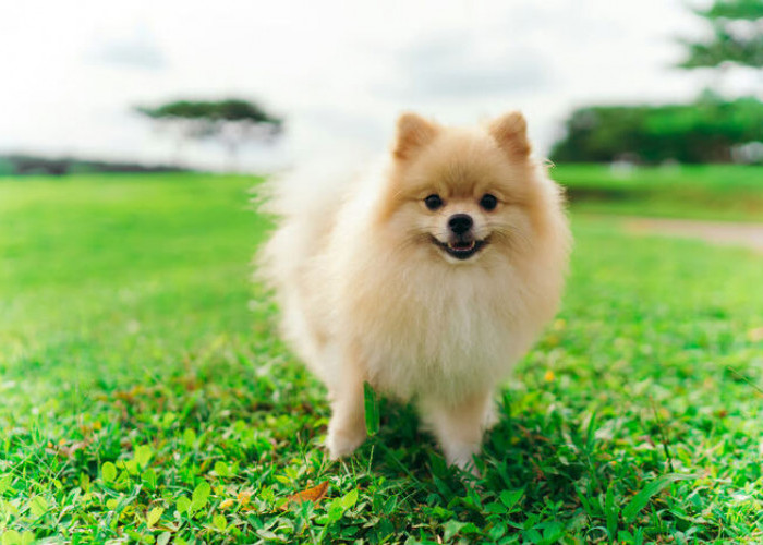 Ketahui Sifat Ras Anjing Pom Mini Sebelum Adopsi