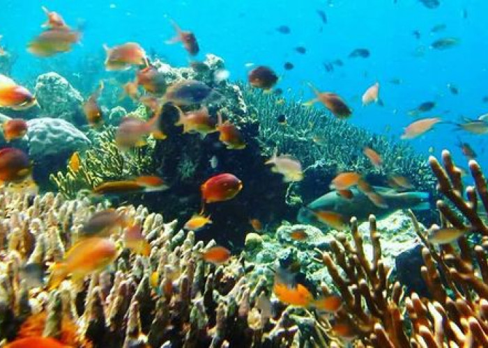 Misi Penyelamatan Lingkungan: Upaya Konservasi Lautan dan Ekosistem Terumbu Karang