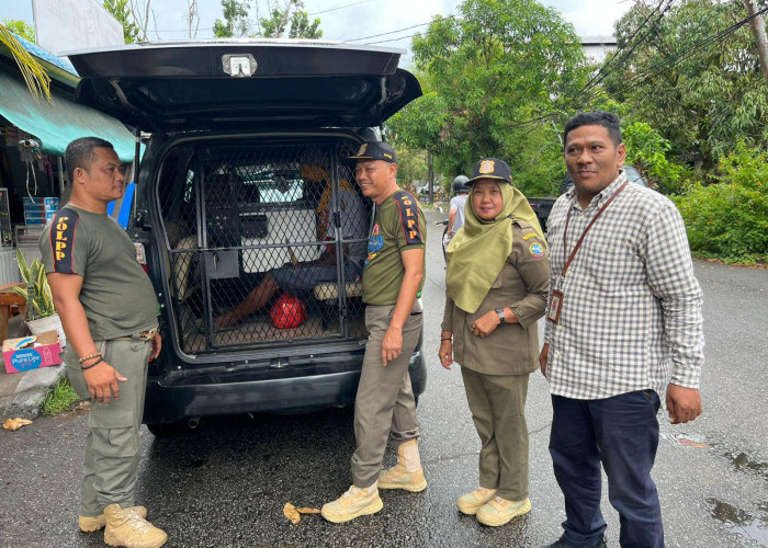 Satpol PP dan Dinsos Pontianak Evakuasi ODGJ di Jalan Rajawali