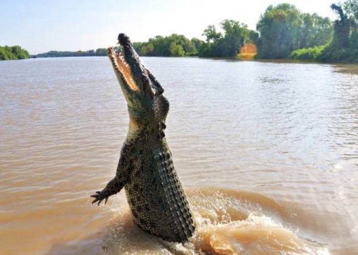 Serangan Buaya Ganas di Kubu Raya Menyebabkan Luka Serius pada Seorang Pria