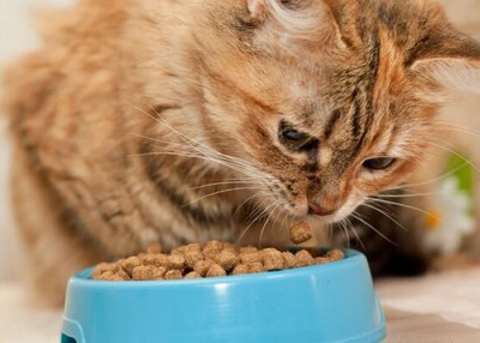 Kucing Tidak Mau Makan? Coba 7 Tips Ini dan Pilihan Makanan Kucing yang Tepat