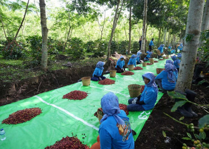 Holding Perkebunan Nusantara Perkuat Daya Saing, Ekspor Kopi Ijen ke AS dan Inggris