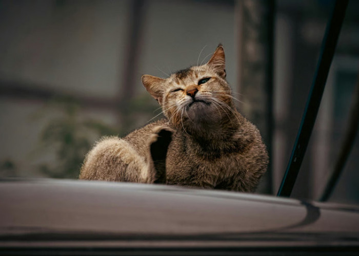 4 Cara Ampuh Mencegah Kutu Kucing Pada Peliharan Kamu