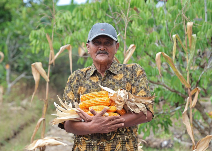 Kisah Abdul Hamid, Petani Jagung Pontianak Bertahan di Tengah Keterbatasan Lahan