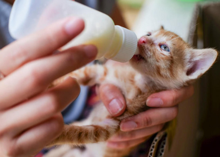 Panduan Memberikan Susu pada Anak Kucing Sesuai Kebutuhan