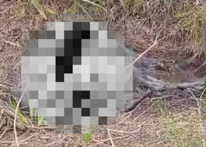  Geger! Kerangka Manusia Ditemukan di Semak Desa Kayuara, Warga Menyuke Heboh