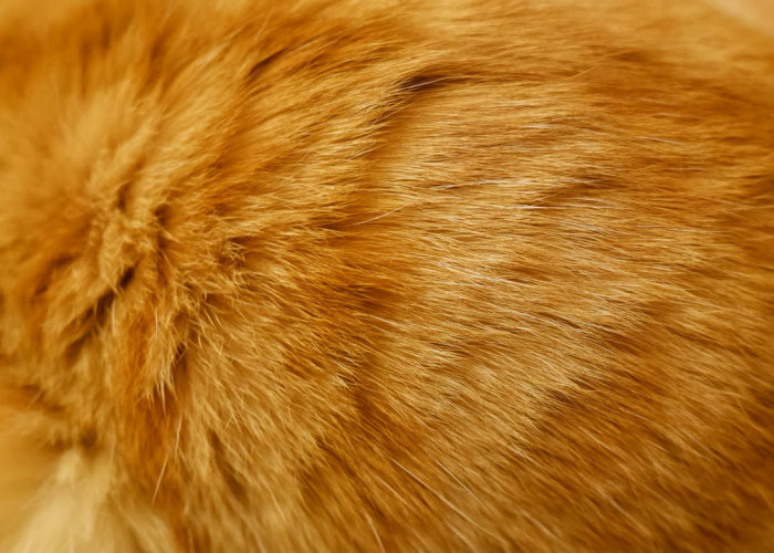 Perawatan Bulu Kucing Botak agar Tumbuh Lebat