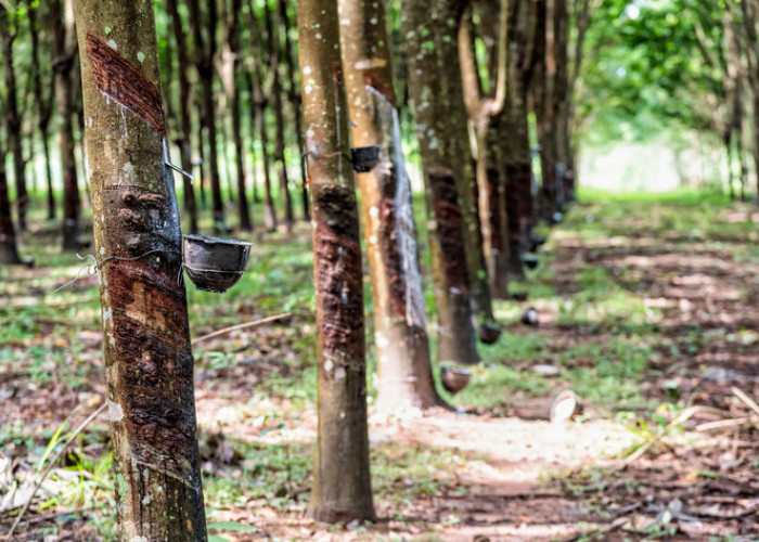 Dorong Industri Karet Berkelanjutan Bebas Deforestasi, KOLTIVA Perkuat Rantai Pasok Thailand untuk Kepatuhan E