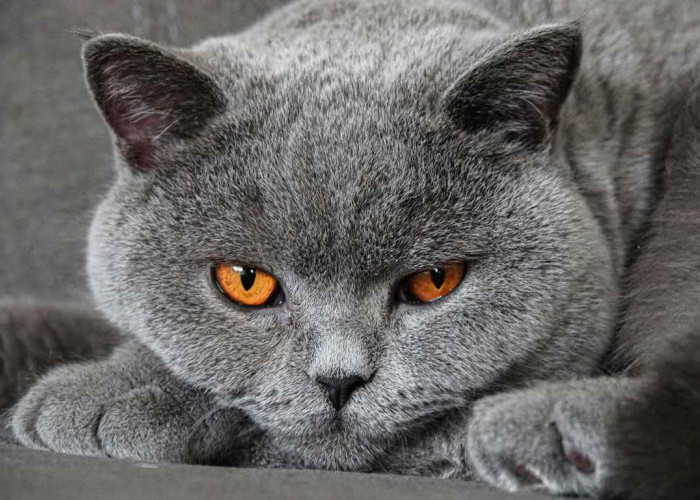 Ras Kucing Abu Abu Populer yang Cocok Dipelihara di Rumah