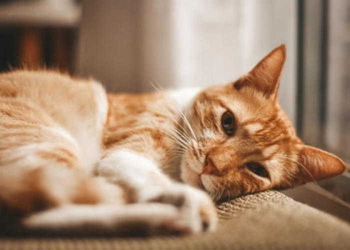 Ringworm pada Kucing, Penyebab Gejala dan Cara Mengatasinya