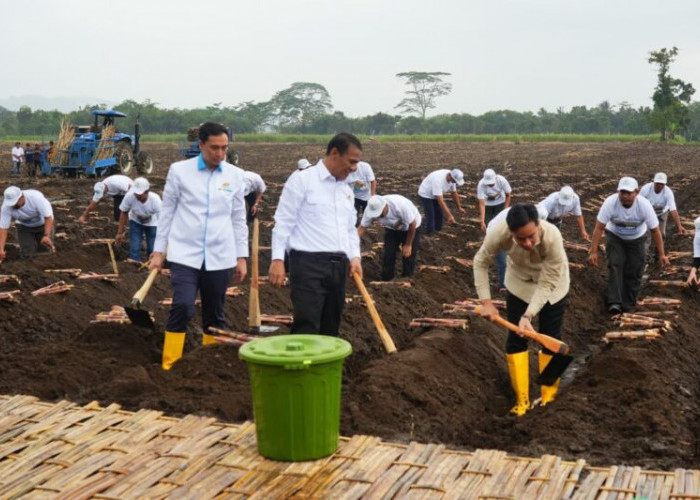 Wapres Gibran Tinjau Panen Raya Tebu dan Program Swasembada Gula di Kebun Jolondoro Banyuwangi