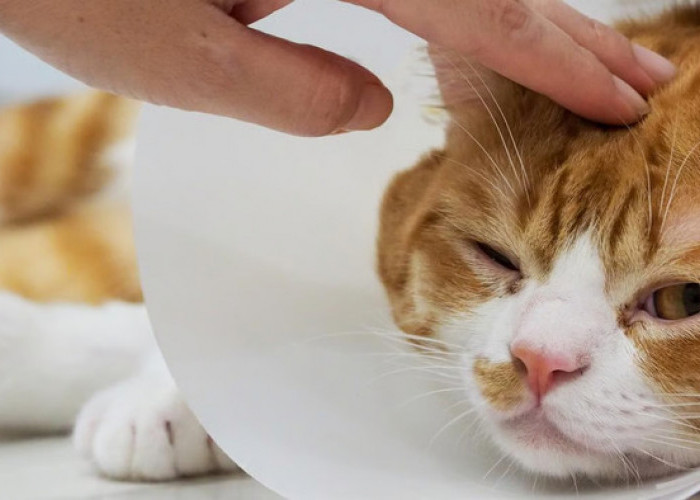 Tips Menghindari Kucing Sakit agar Tetap Aktif dan Bahagia