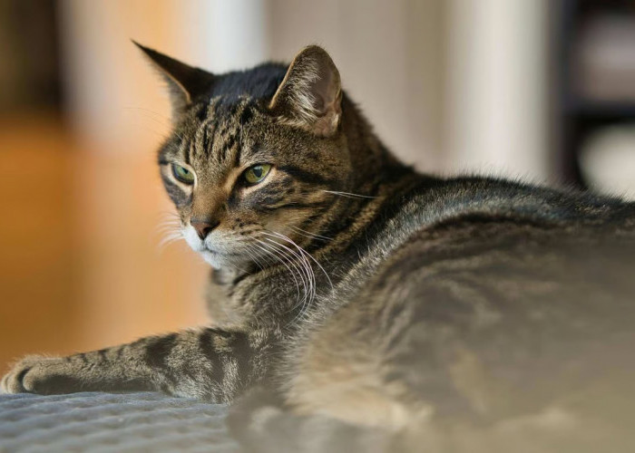 Mengenal Kucing Mujair, Kucing Lokal dengan Karakter Unik yang Banyak Disukai