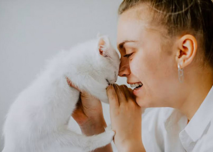 Kenali 8 Penyebab dan Cara Mengatasi Kucing Menangis
