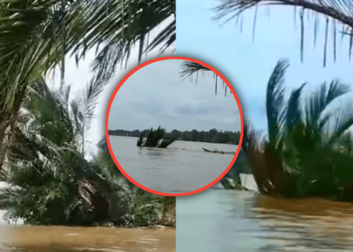 Viral Tanda Alam: Pohon-Pohon Hilang Tertelan Secara Misterius ke Dalam Sungai Kapuas