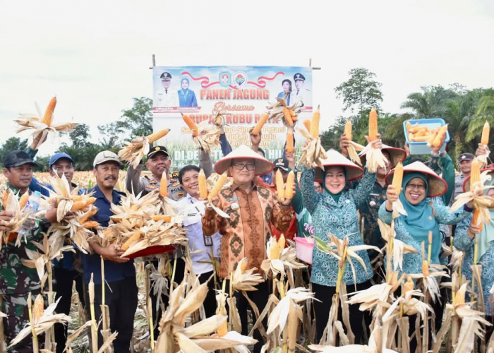 Bupati Kubu Raya Pimpin Panen Raya Jagung di Desa Terentang Hilir