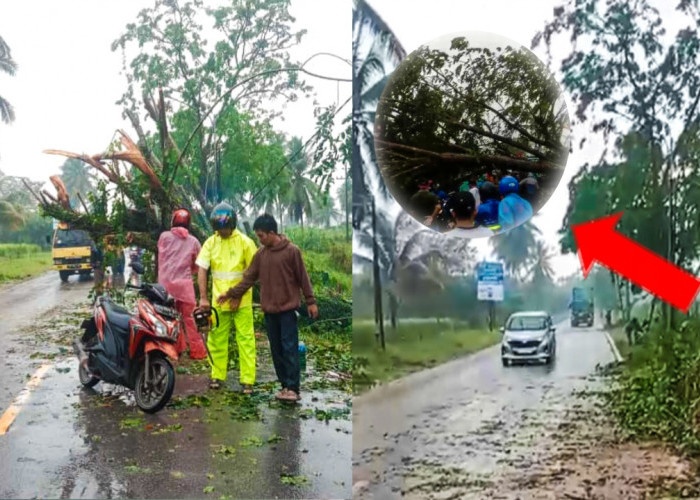 Diterpa Angin Kencang, Pohon Tumbang di Jalan Raya Jongkat Mempawah