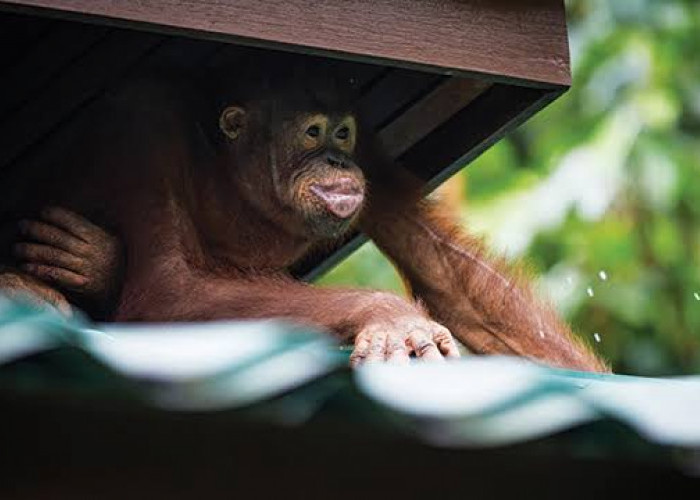 Orangutan Dewasa Melompat Masuk Pagar Pembatas, Bandara Kota Sampit Geger