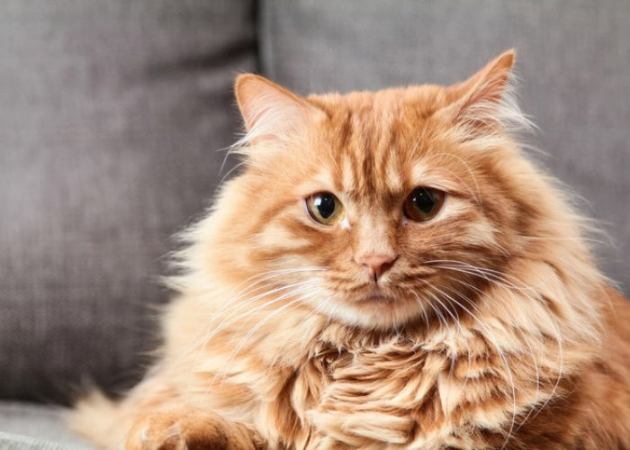 Kenali Fakta dan Mitos Sifat Kucing Oren